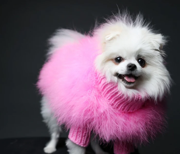 Maxbone and the New Language of Pet Fashion
