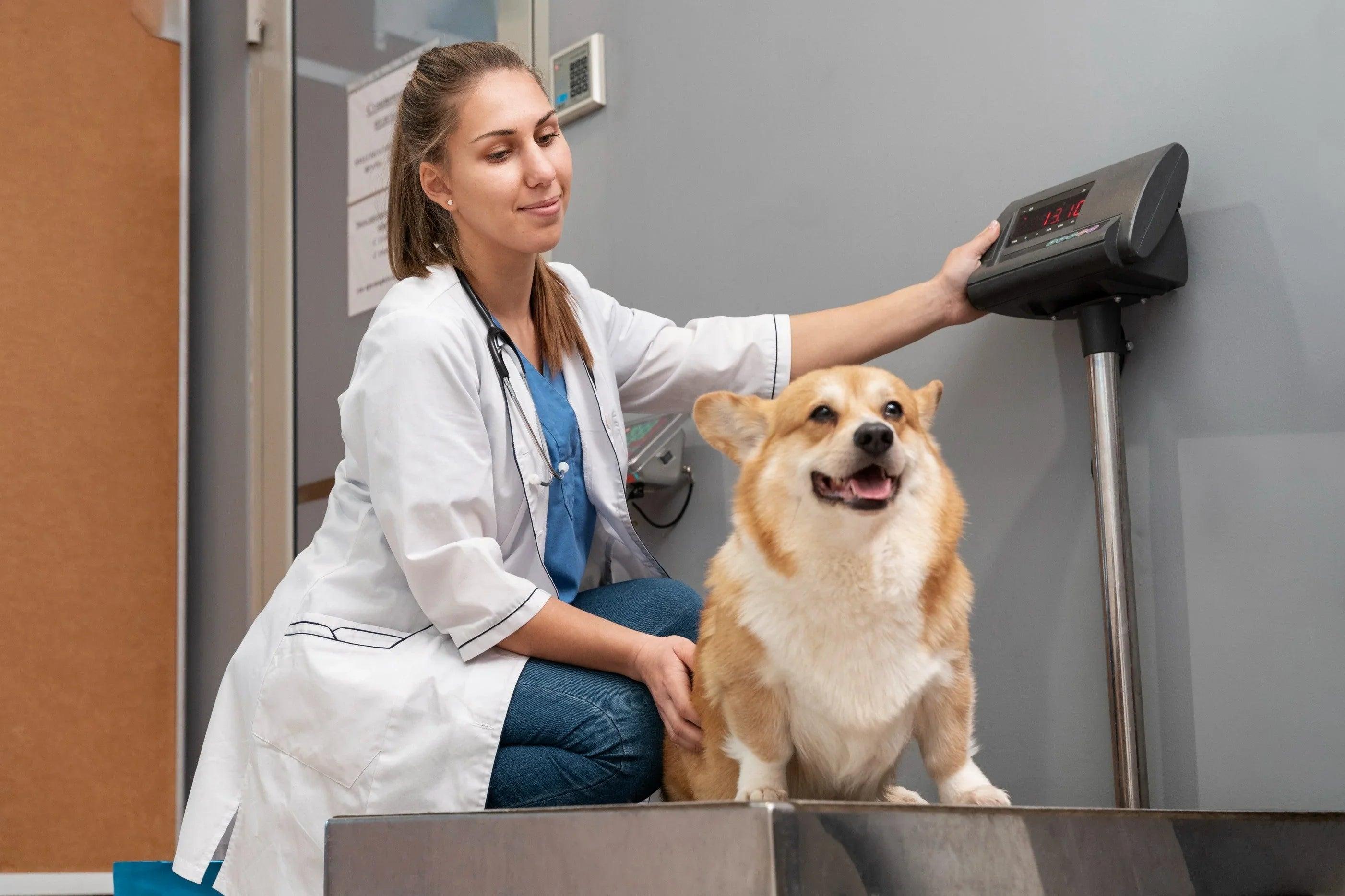 The Appointment We Should Never Skip: Why Your Dog’s Annual Veterinary Visit Matters