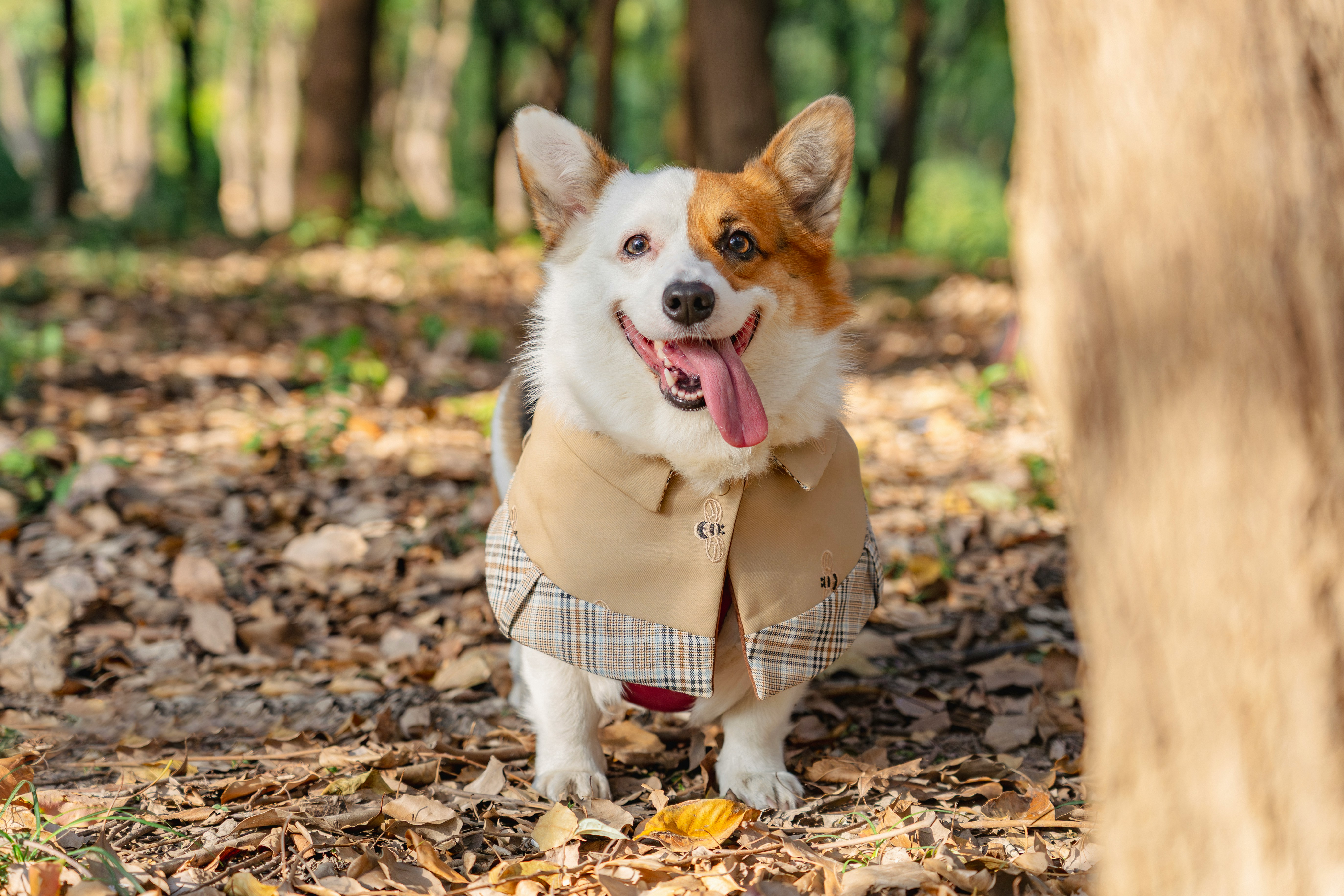 Who Is Pet Fashion Really For?